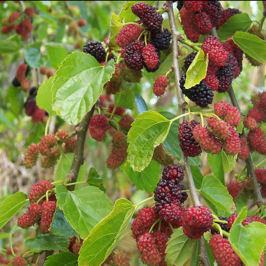 Mulberry 'Weeping' Fruiting