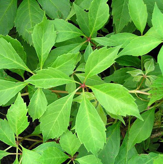 Virginia Creeper 'Engleman'