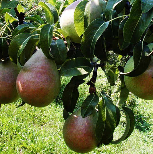 Pear 'Anjou'