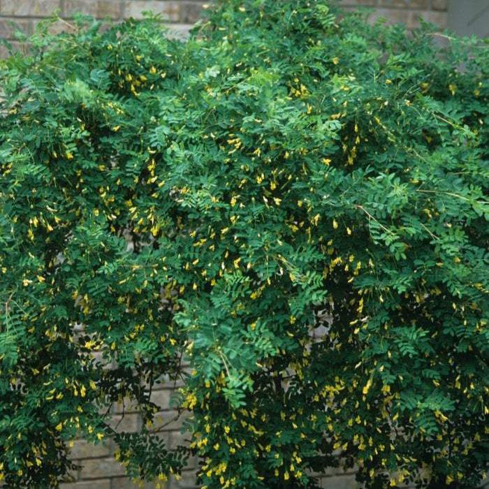 Peashrub 'Weeping'