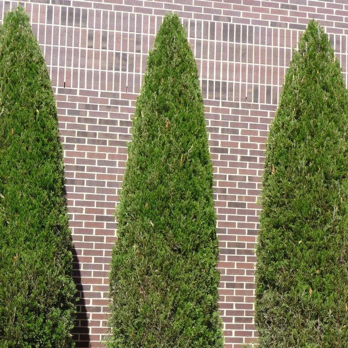 Cedar 'Green Giant'