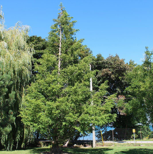 Redwood 'Dawn'