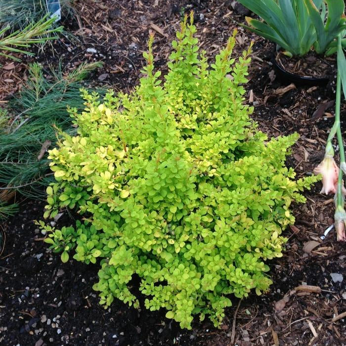 Japanese Barberry 'Dwarf Golden'