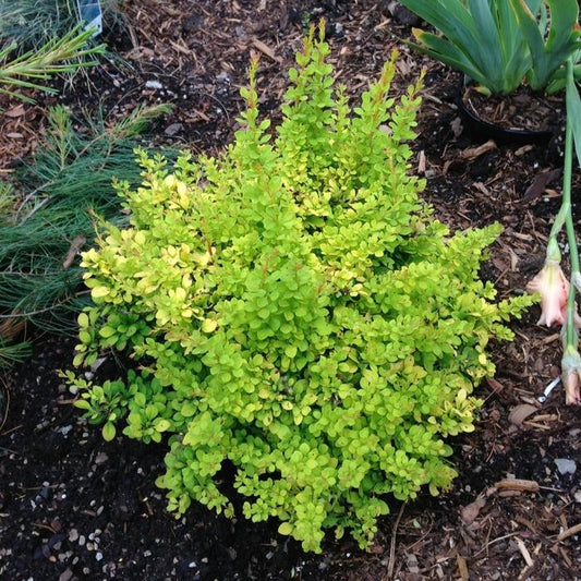 Japanese Barberry 'Dwarf Golden'