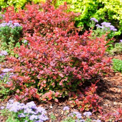 Barberry 'Royal Burgundy®'