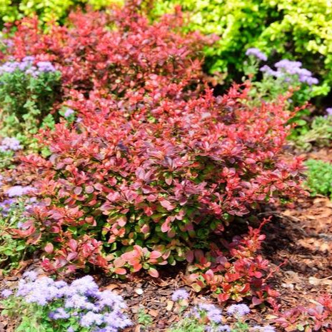 Barberry 'Royal Burgundy®'