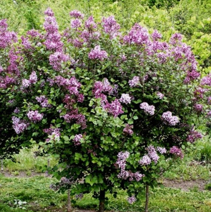 Lilac 'Dwarf Korean'