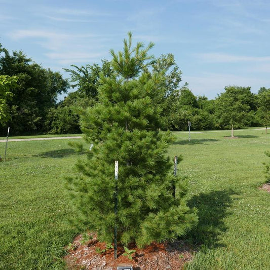 Pine 'Eastern White'