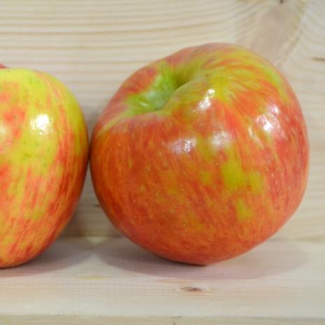 Apple 'Honeycrisp'