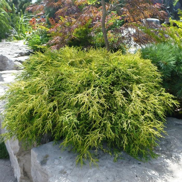 False Cypress 'Threadleaf Sungold'