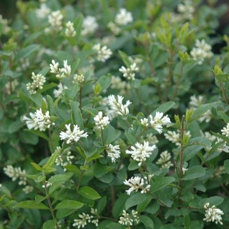 Amur 'Privet'