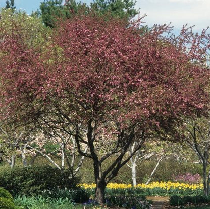 Flowering Crab 'Robinson'