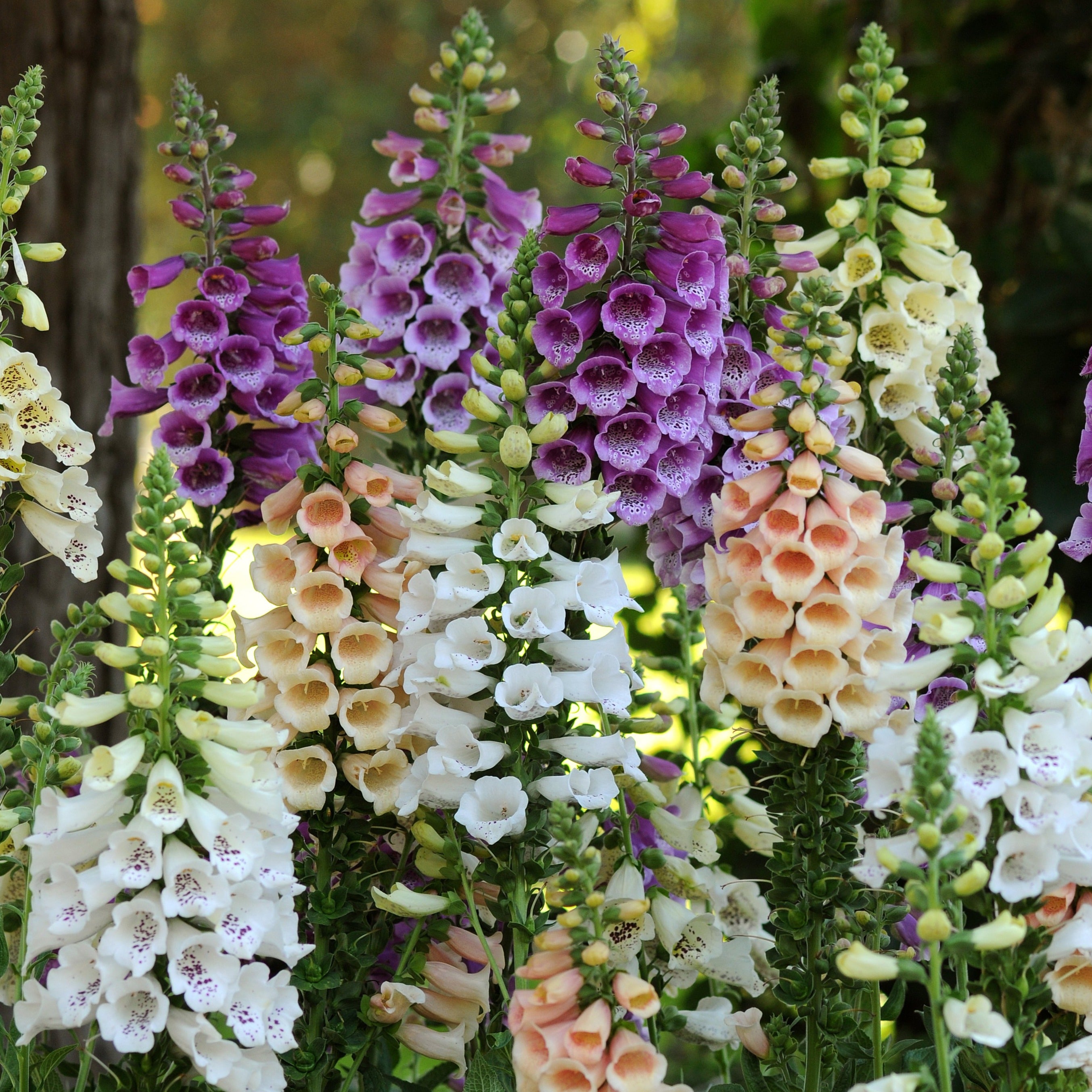 Foxglove 'Dalmatian'