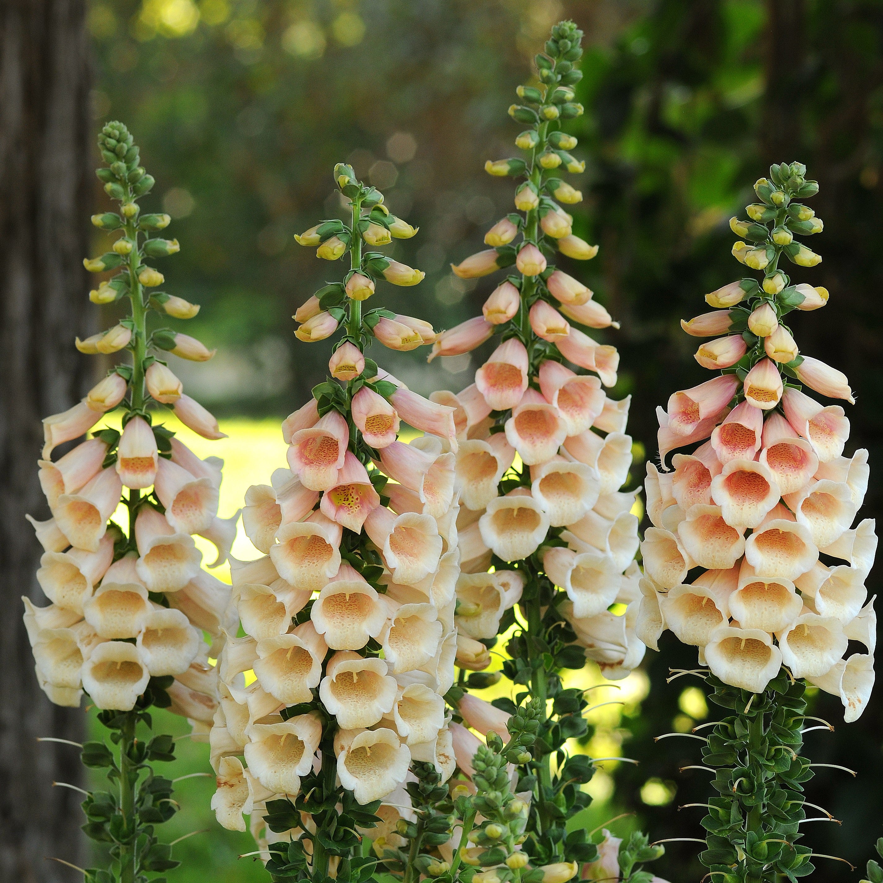 Foxglove 'Dalmatian'
