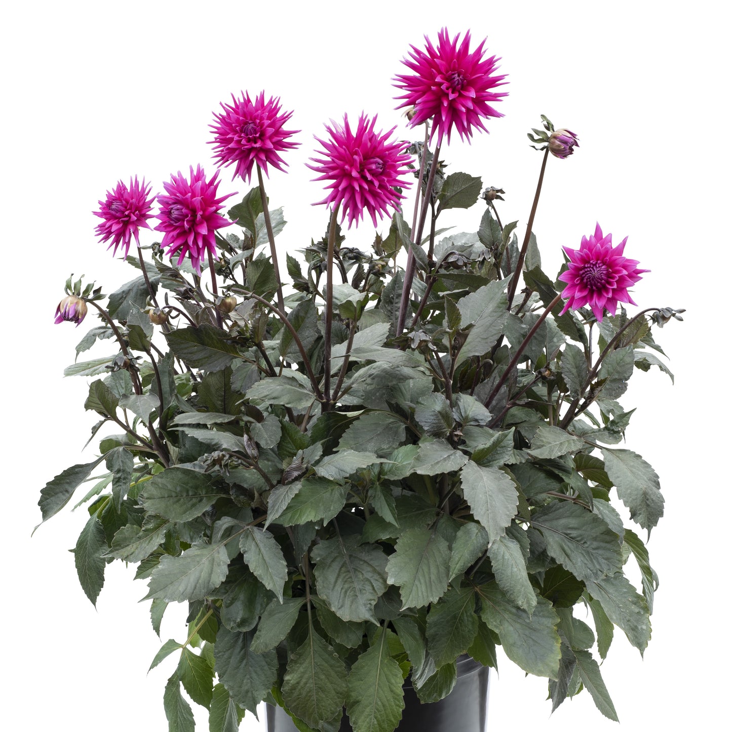 Dahlia x hybrida
