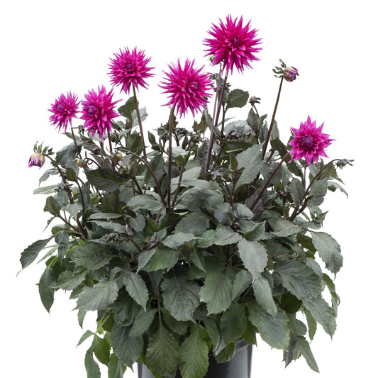 Dahlia x hybrida