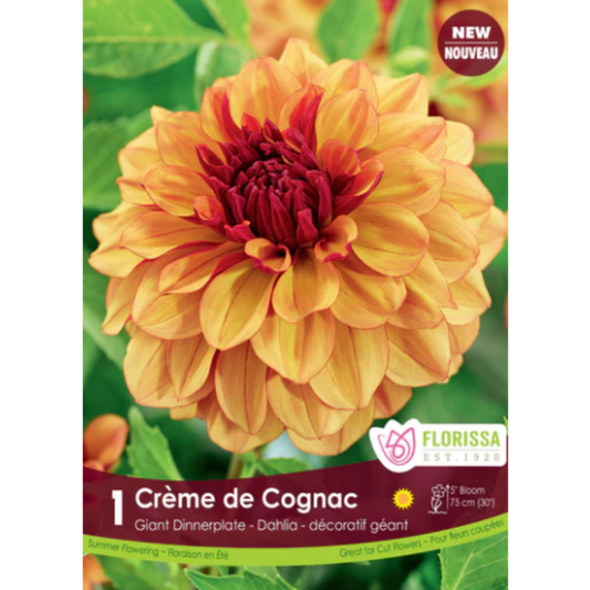 Bulbs Dahlia Creme de Cognac Dinnerplate 1/Pkg.