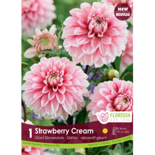 Bulbs Dahlia Strawberry Cream 1/Pkg.