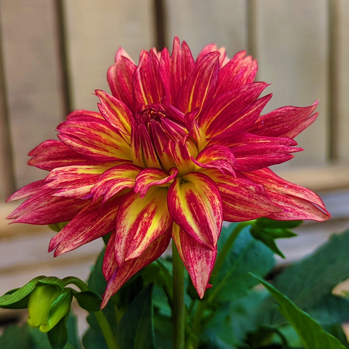 Dahlia 'XXL'