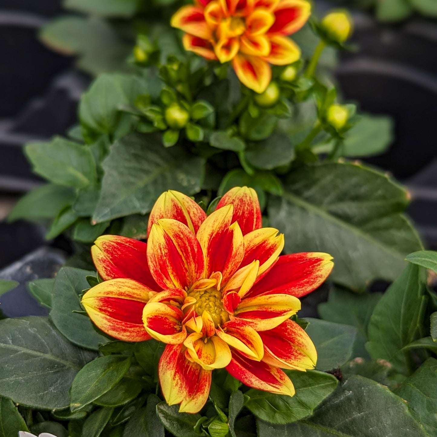 Dahlia 'Dahlinova'