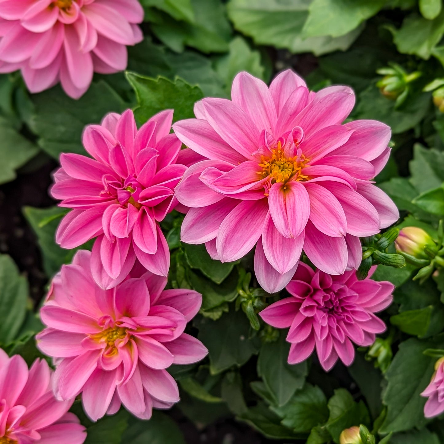 Dahlia 'Dahlinova'