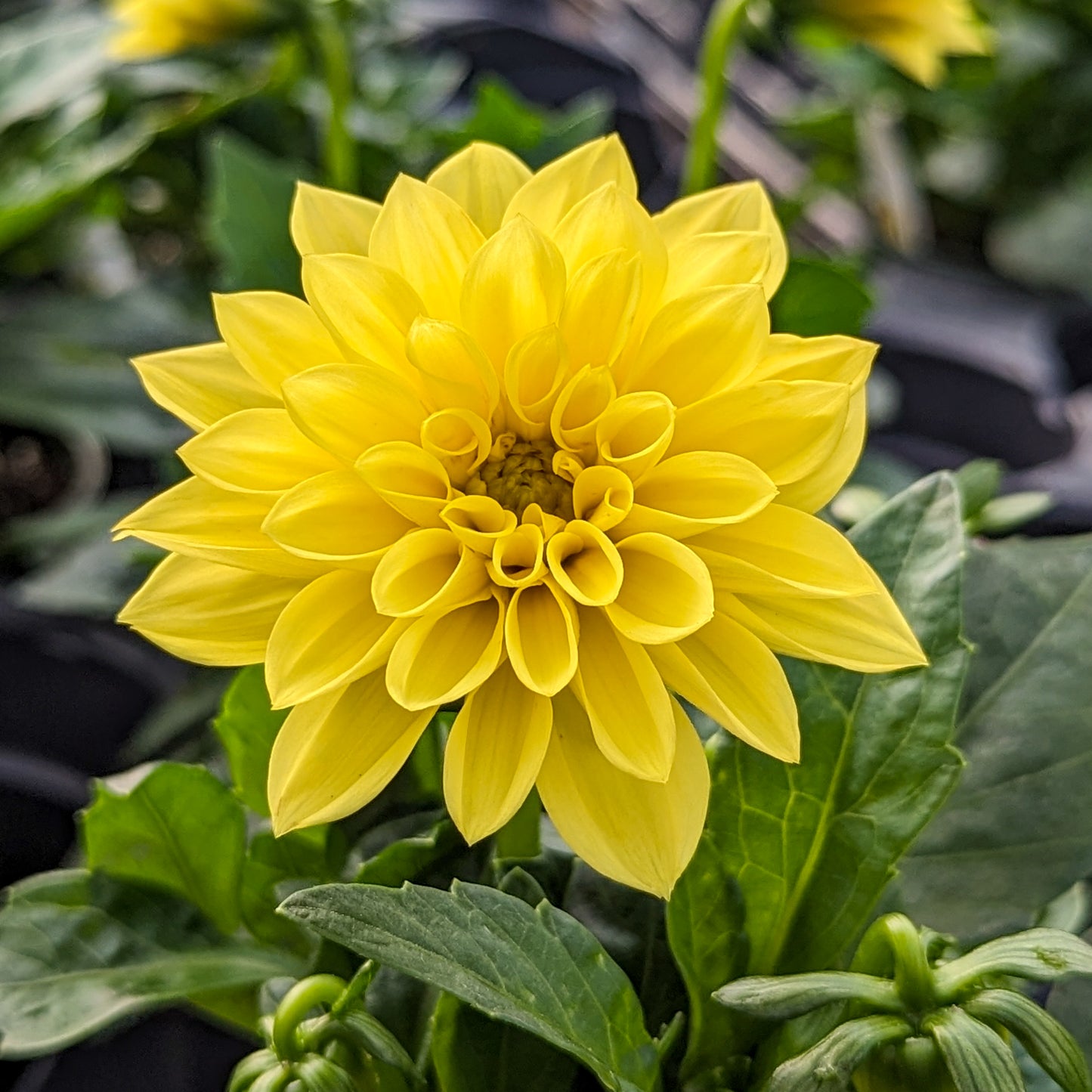 Dahlia 'Dahlinova'