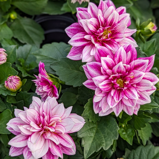 Dahlia 'Dahlinova'