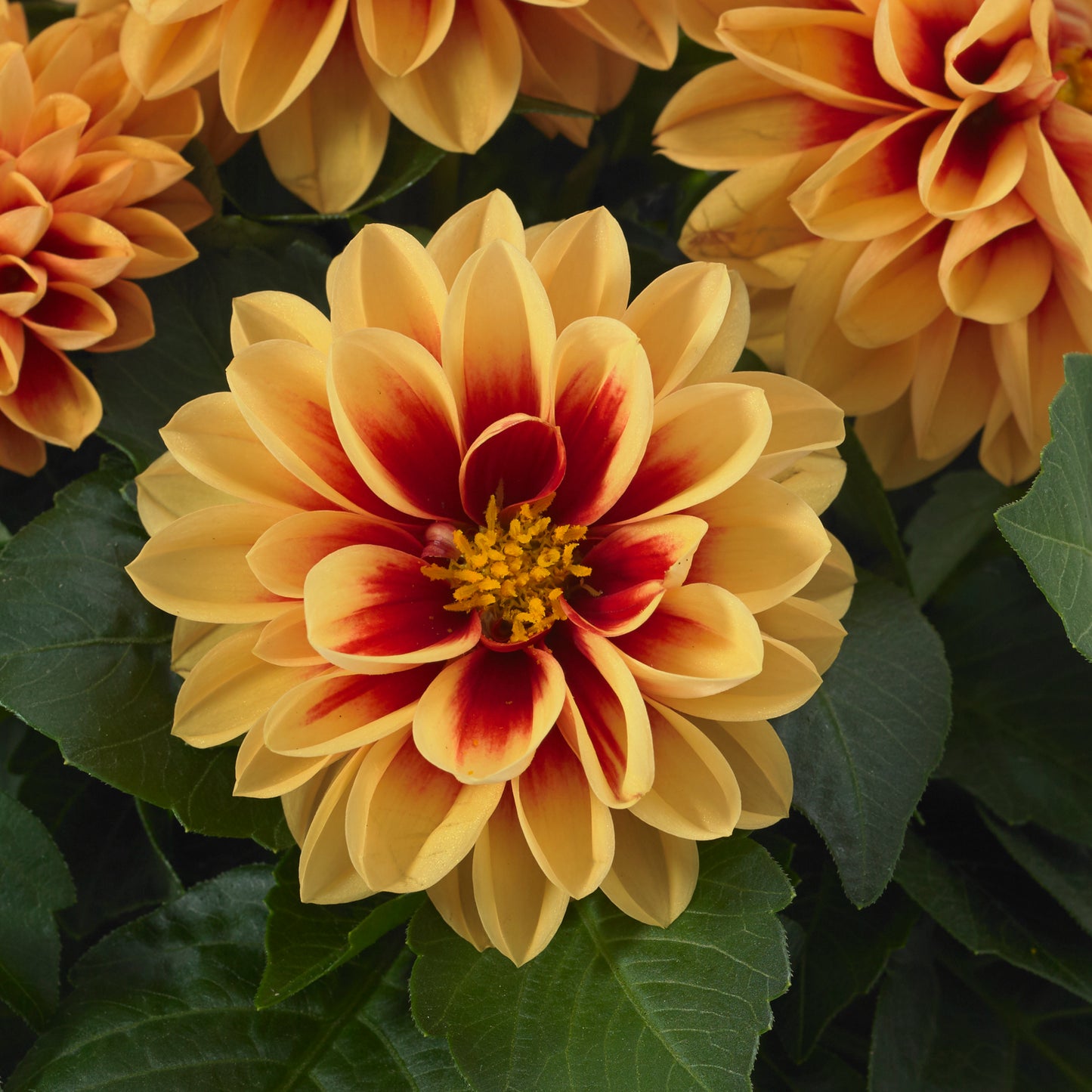 Dahlia 'Dahlietta'