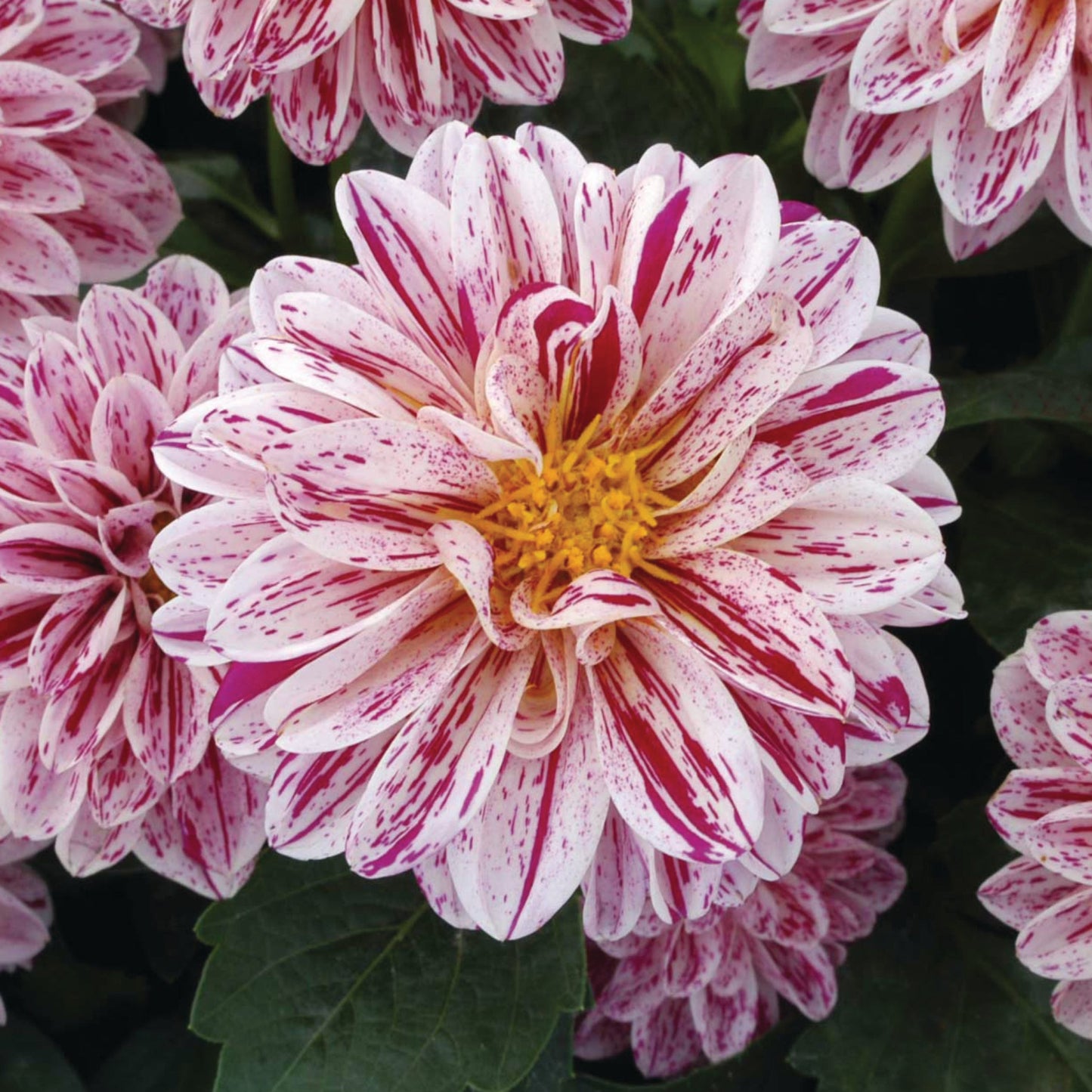 Dahlia 'Dahlietta'