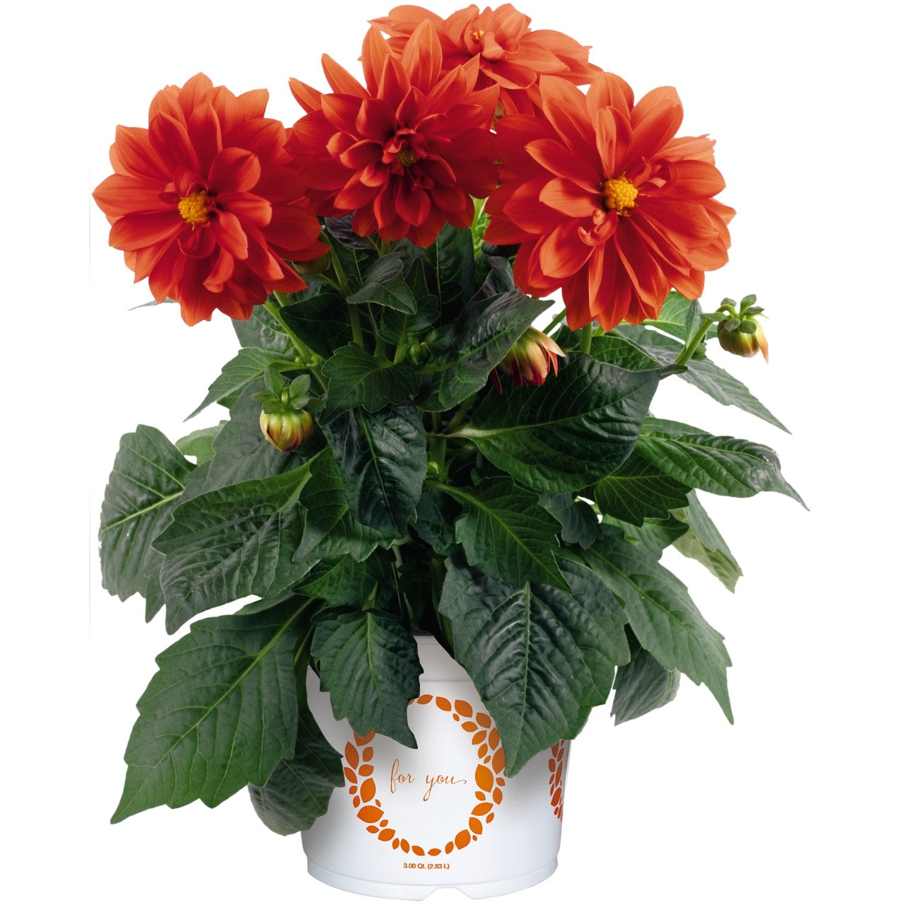 Dahlia 'Dahlinova'