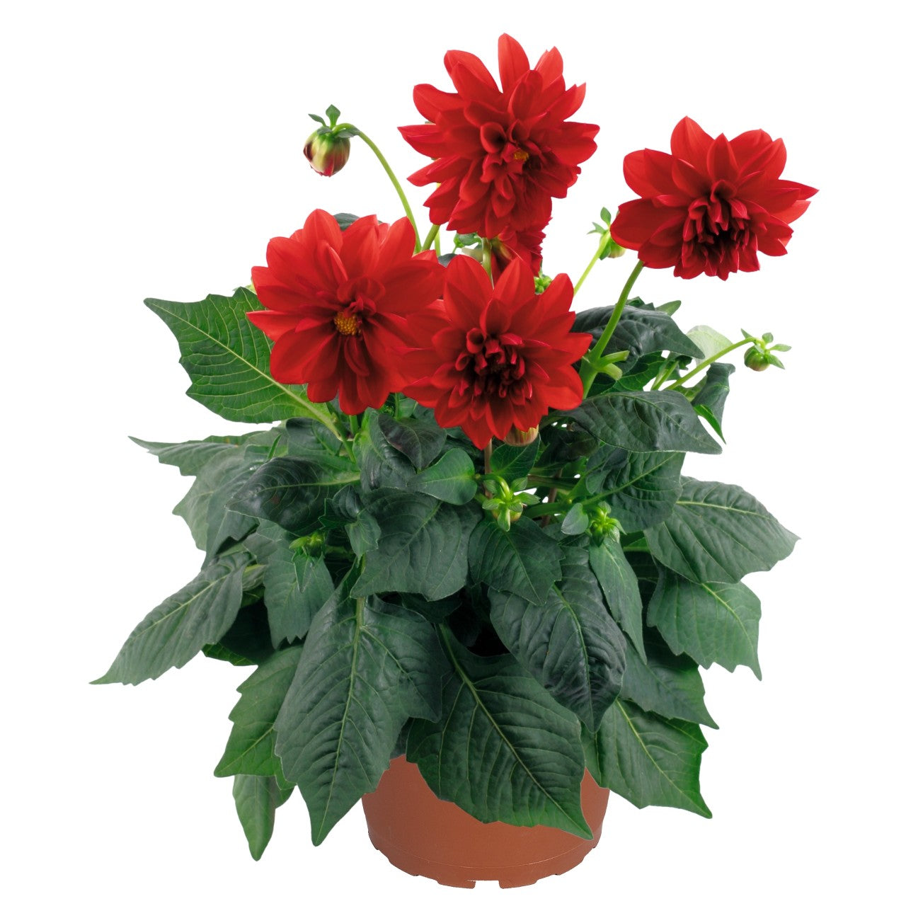 Dahlia 'Dahlinova'