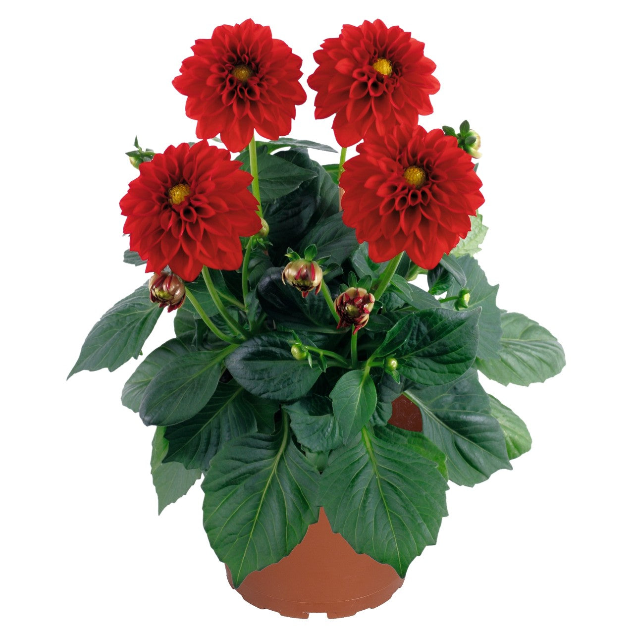 Dahlia 'Dahlinova'
