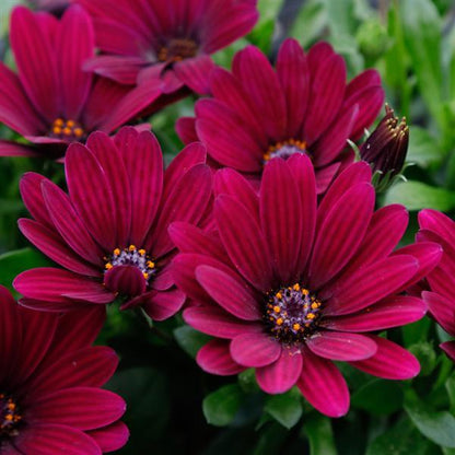 Osteospermum African Daisy 'Margarita'