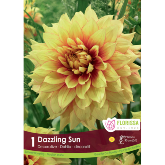Bulbs Dahlia Dazzling Sun Dinnerplate 1/Pkg.