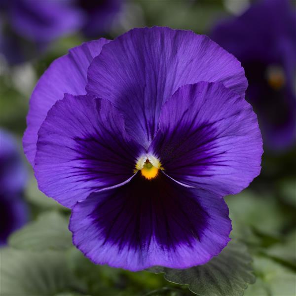Pansy 'Delta Pro'