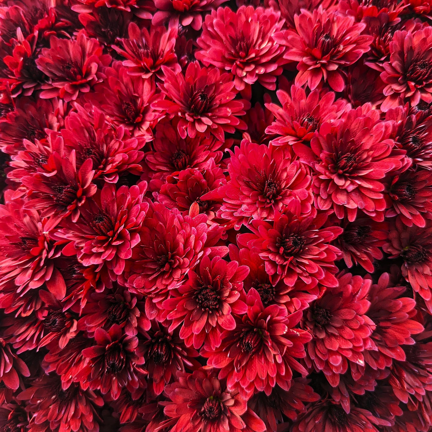 Fall Chrysanthemums 12"
