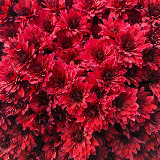 Fall Chrysanthemums 15"