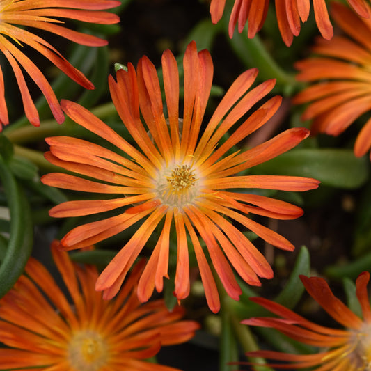 Ice Plant 'Ocean Sunset™'