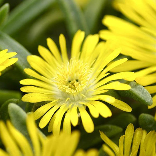 Ice Plant 'Wheels of Wonder™'