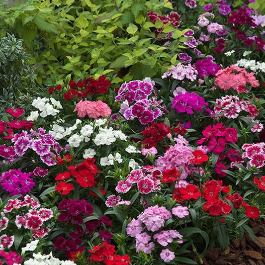 Dianthus 'Telstar'