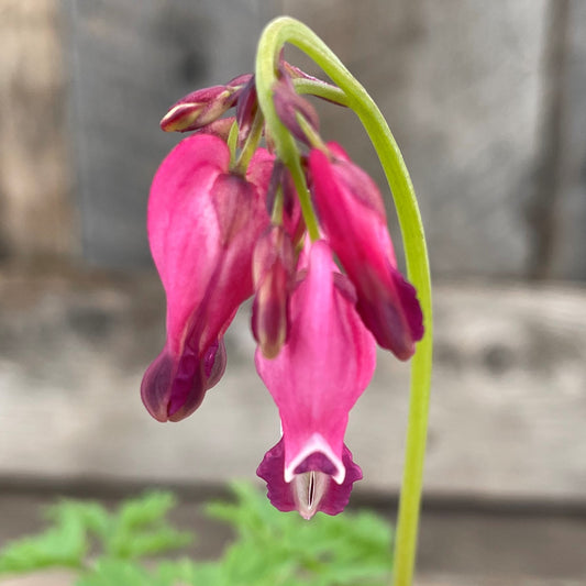 Bleeding Heart 'King of Hearts'