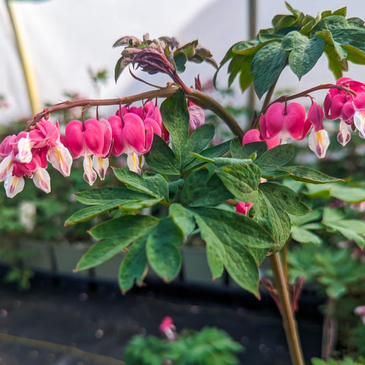 Asian Bleeding Heart