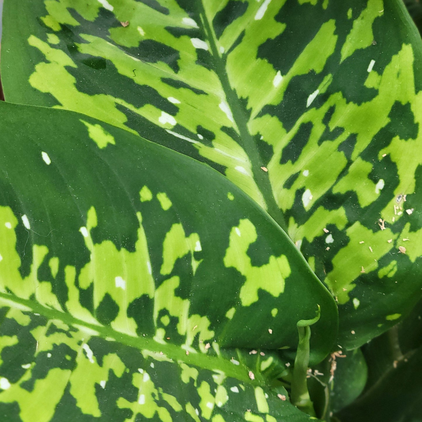 Dieffenbachia 'Cheetah'