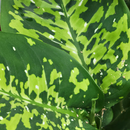 Dieffenbachia 'Cheetah'