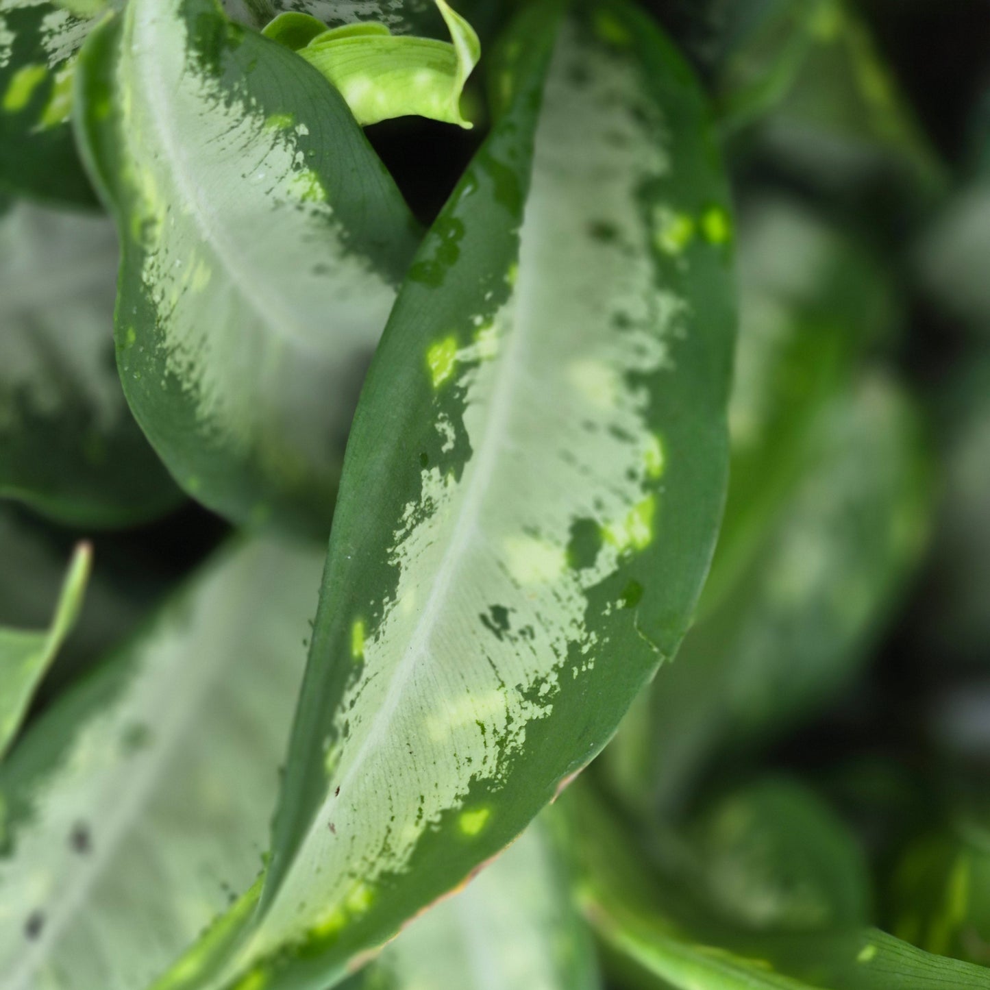 Dieffenbachia 'Panther'