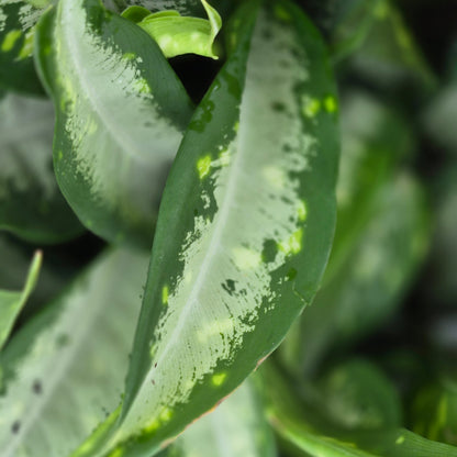 Dieffenbachia 'Panther'
