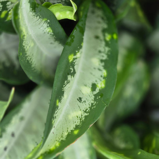 Dieffenbachia 'Panther'