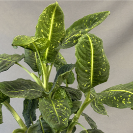 Dieffenbachia Reflector