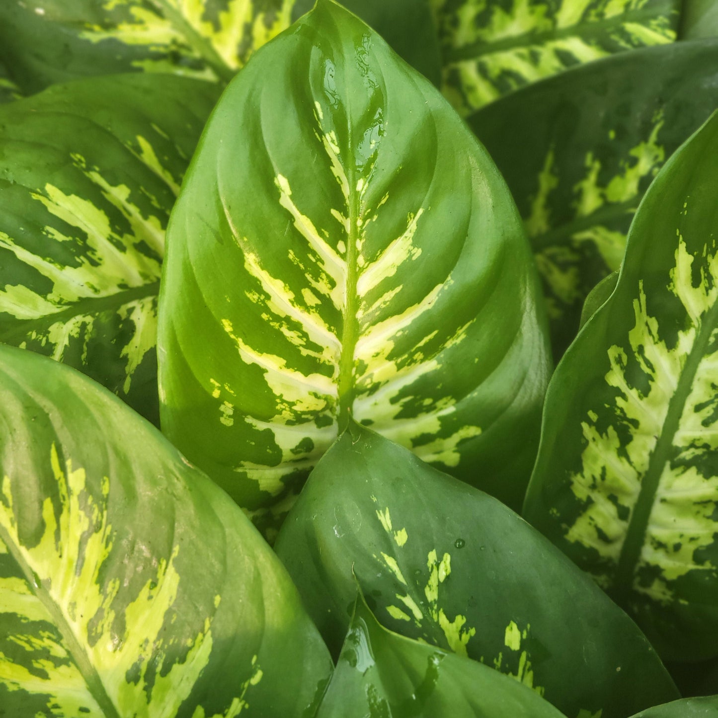 Dieffenbachia 'Tropic Snow'