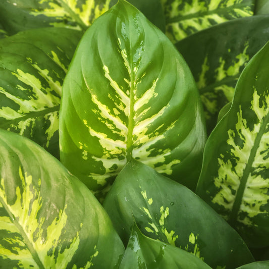 Dieffenbachia 'Tropic Snow'